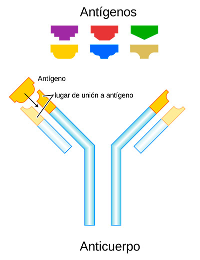 antigenos-guerramicroscopica-jorgegutierrezdubois
